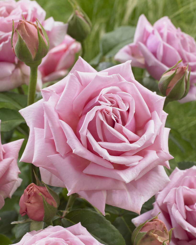 rose [Frederic Mistral]