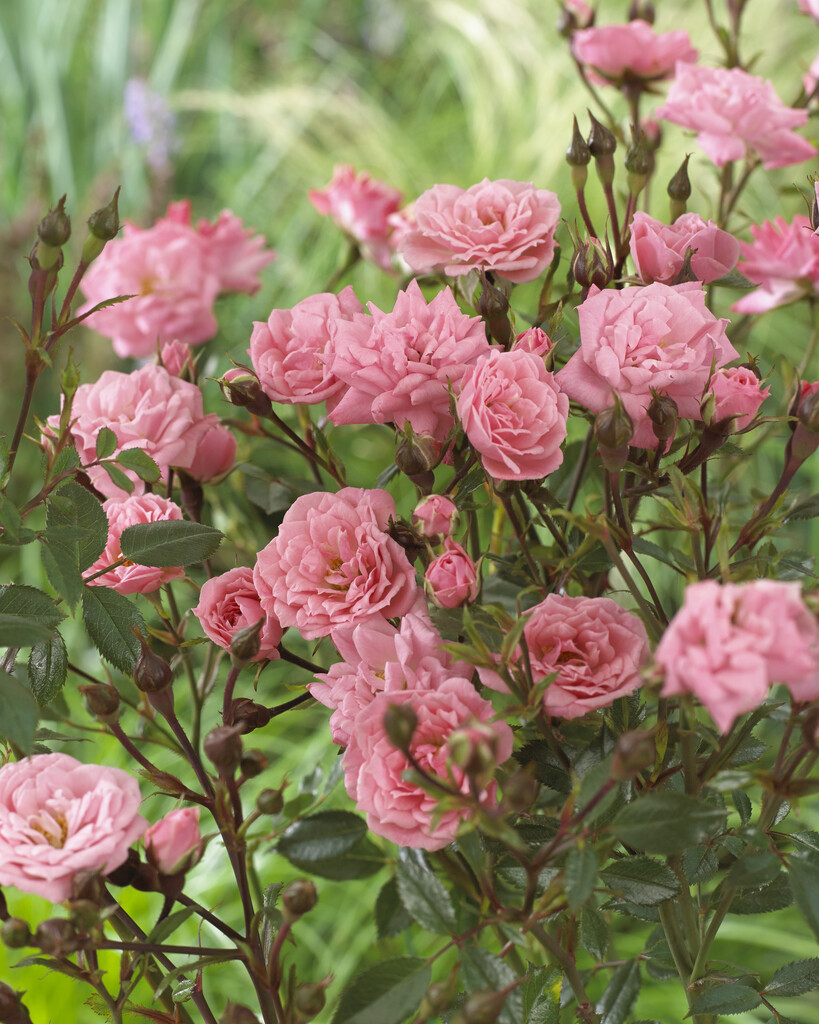 Rosa Eleanor (&Poulberin&) (S) | rose [Eleanor] Roses/RHS