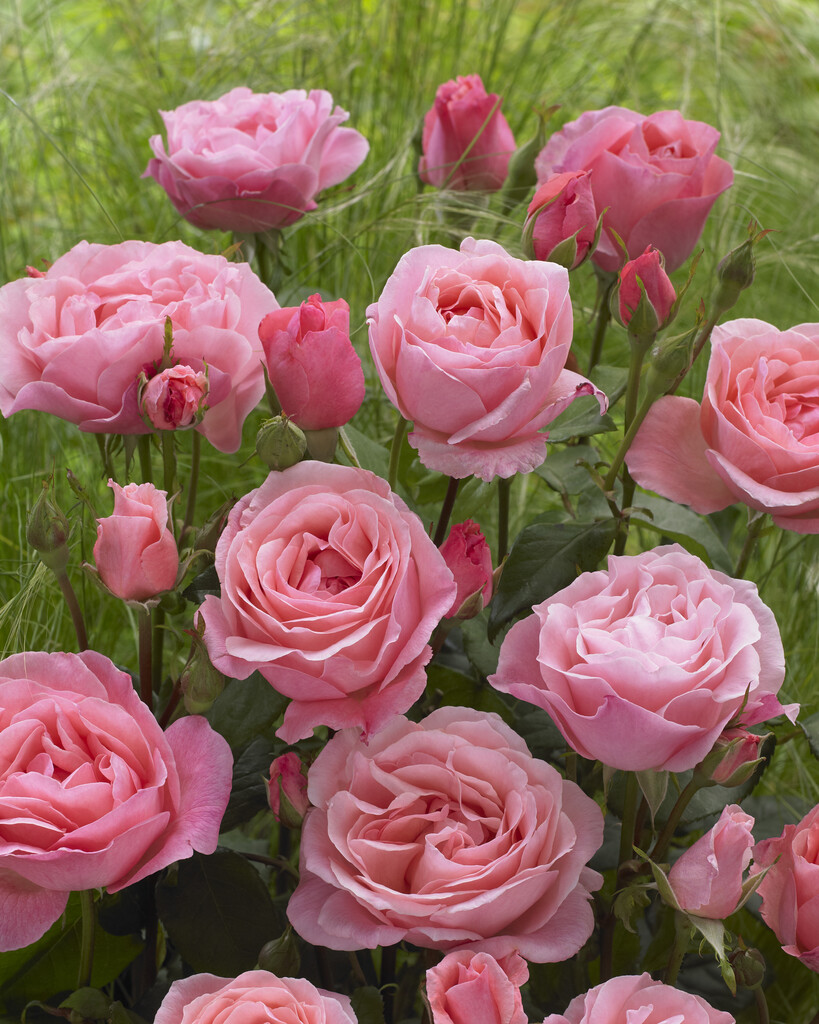 rose 'The Queen Elizabeth'