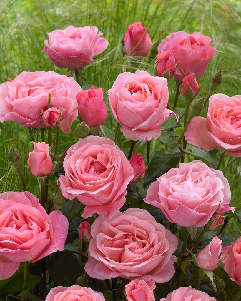 rose 'The Queen Elizabeth'