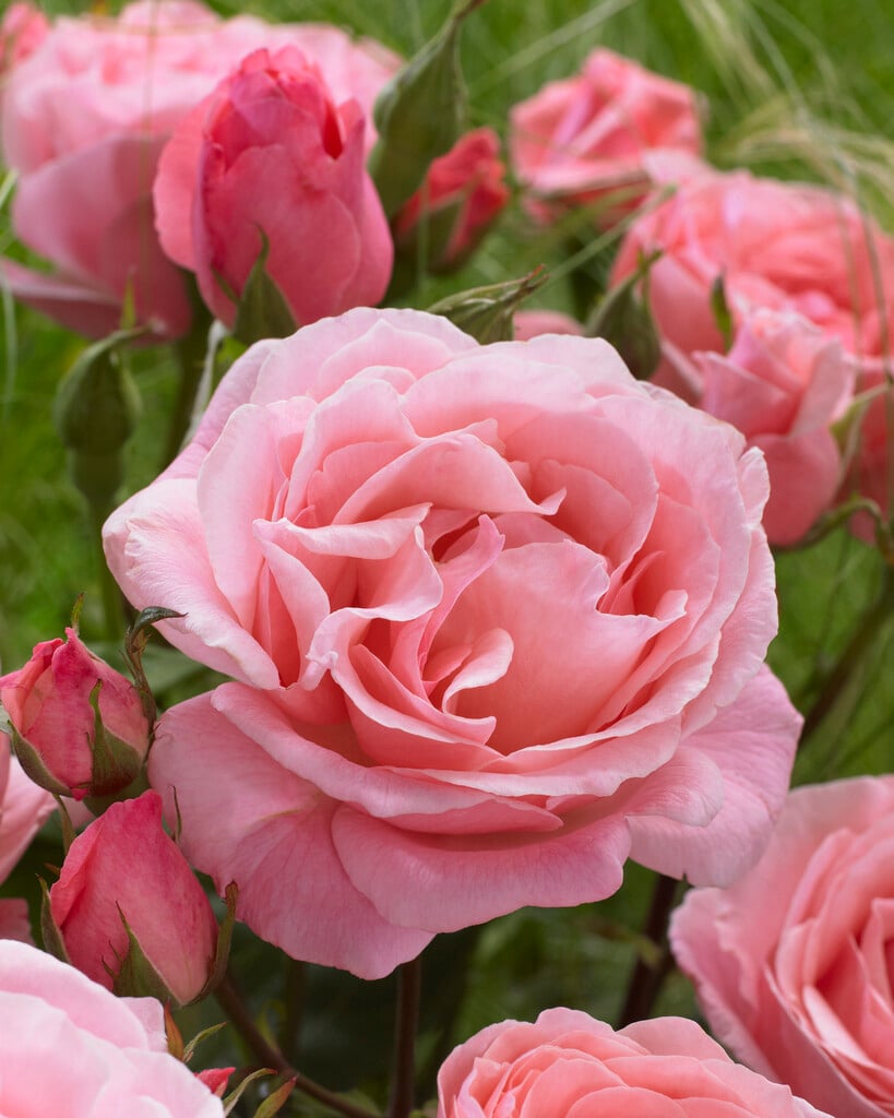 rose 'The Queen Elizabeth'