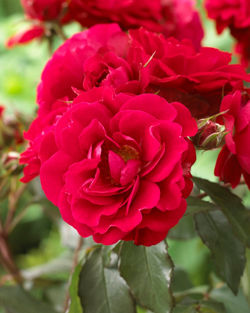 rose 'Europeana'