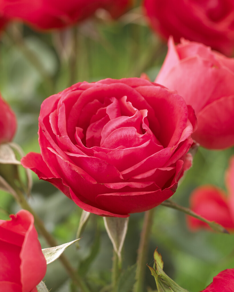 rose [Scarlet Queen Elizabeth]