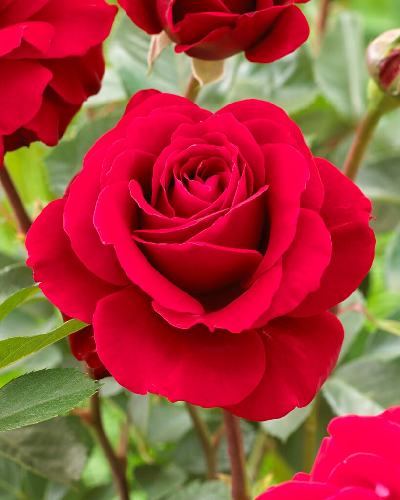 rose [That's Jazz]
