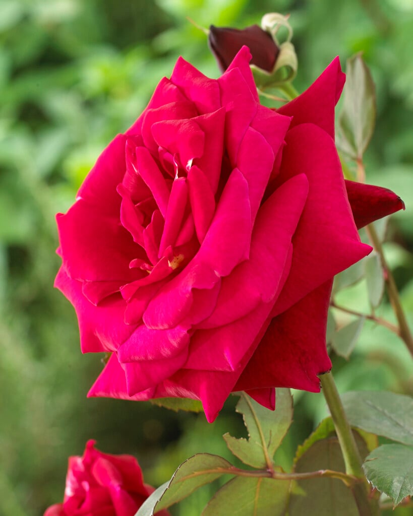 rose 'Oklahoma'