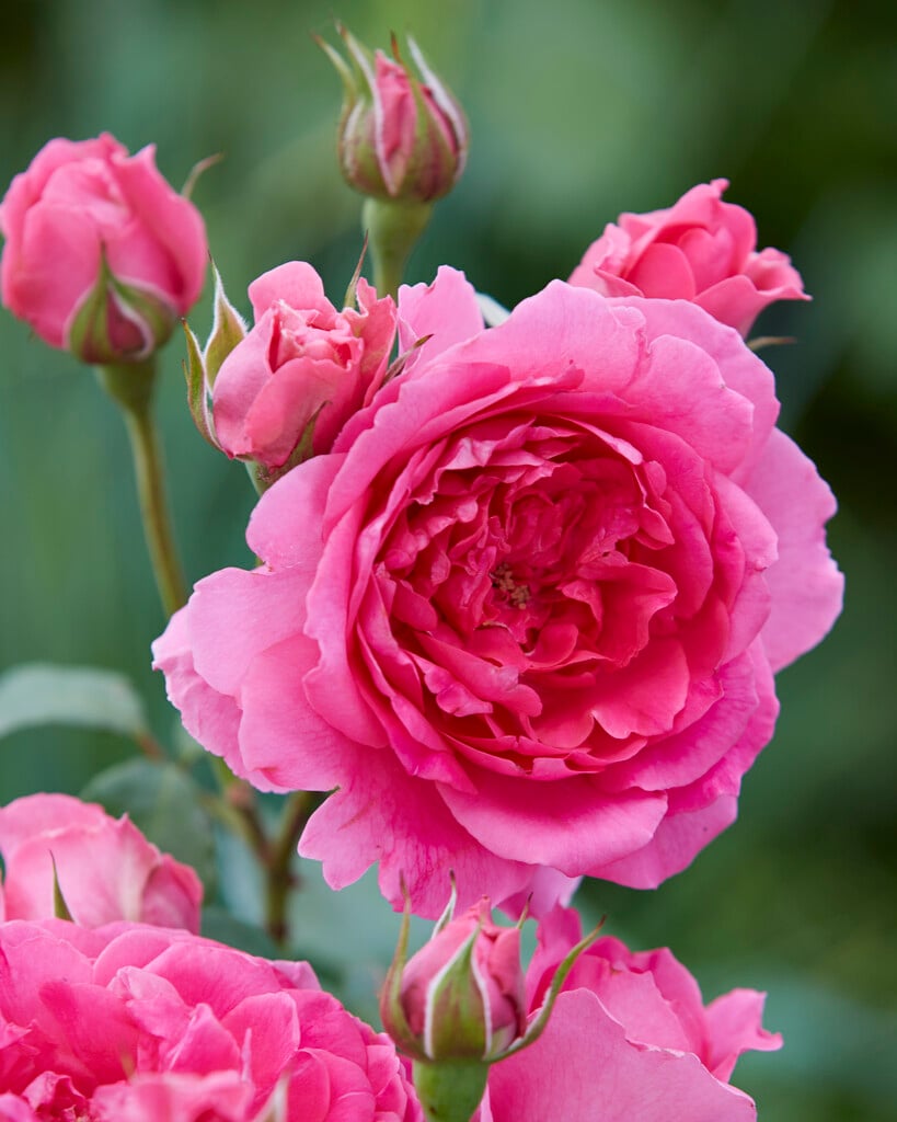 rose 'Pink Cloud'