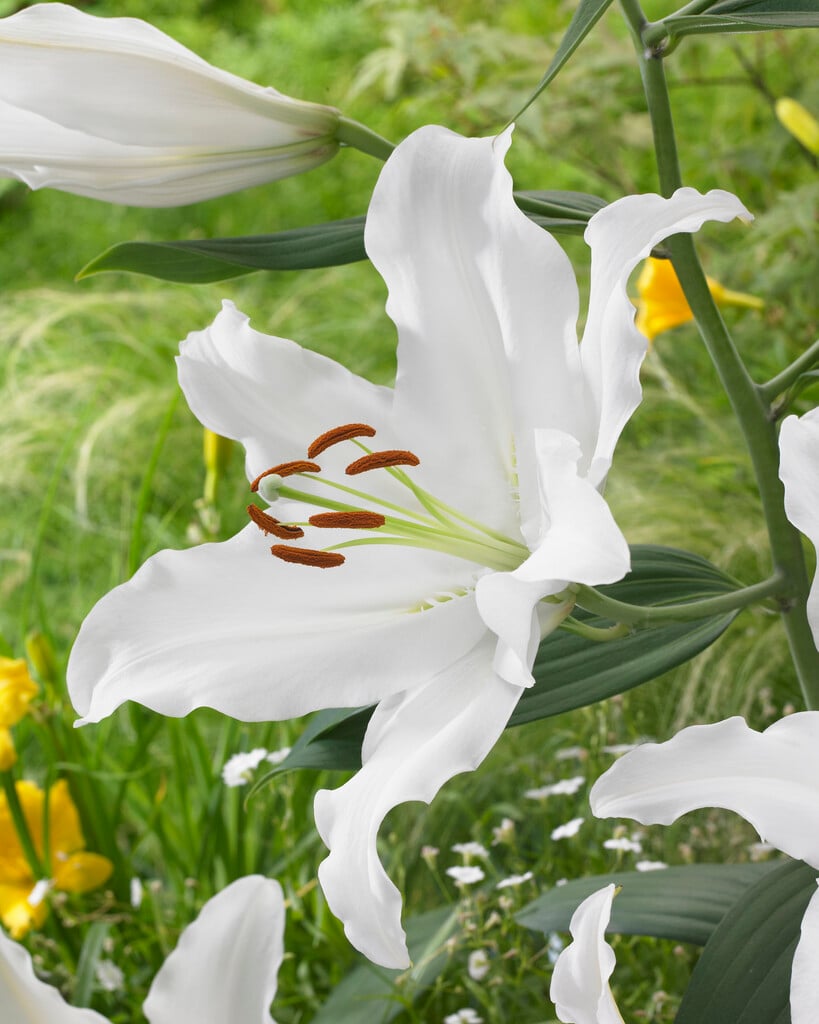 lily 'Rialto'