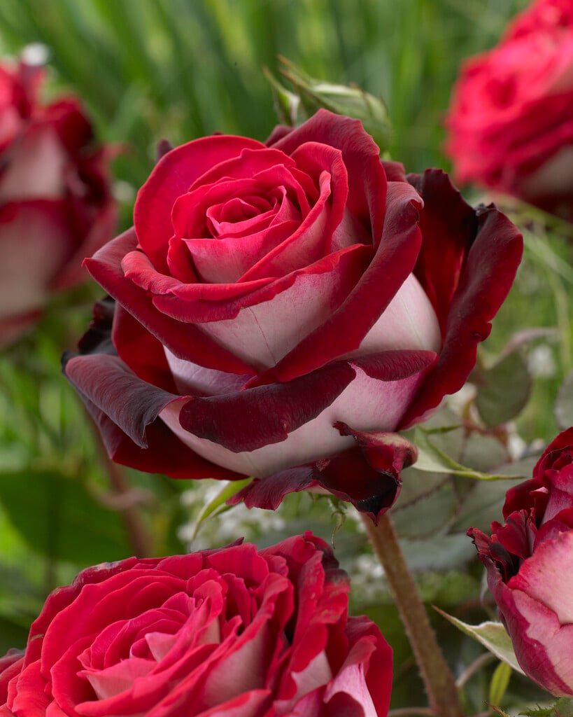 rose 'Osiria'