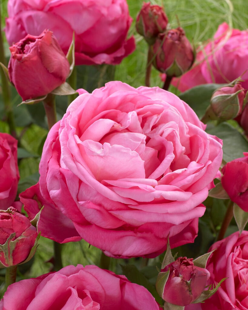 rose [Rose Gaujard]