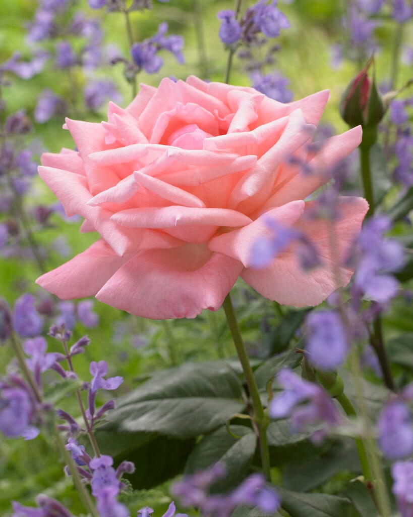 rose 'The Queen Elizabeth'