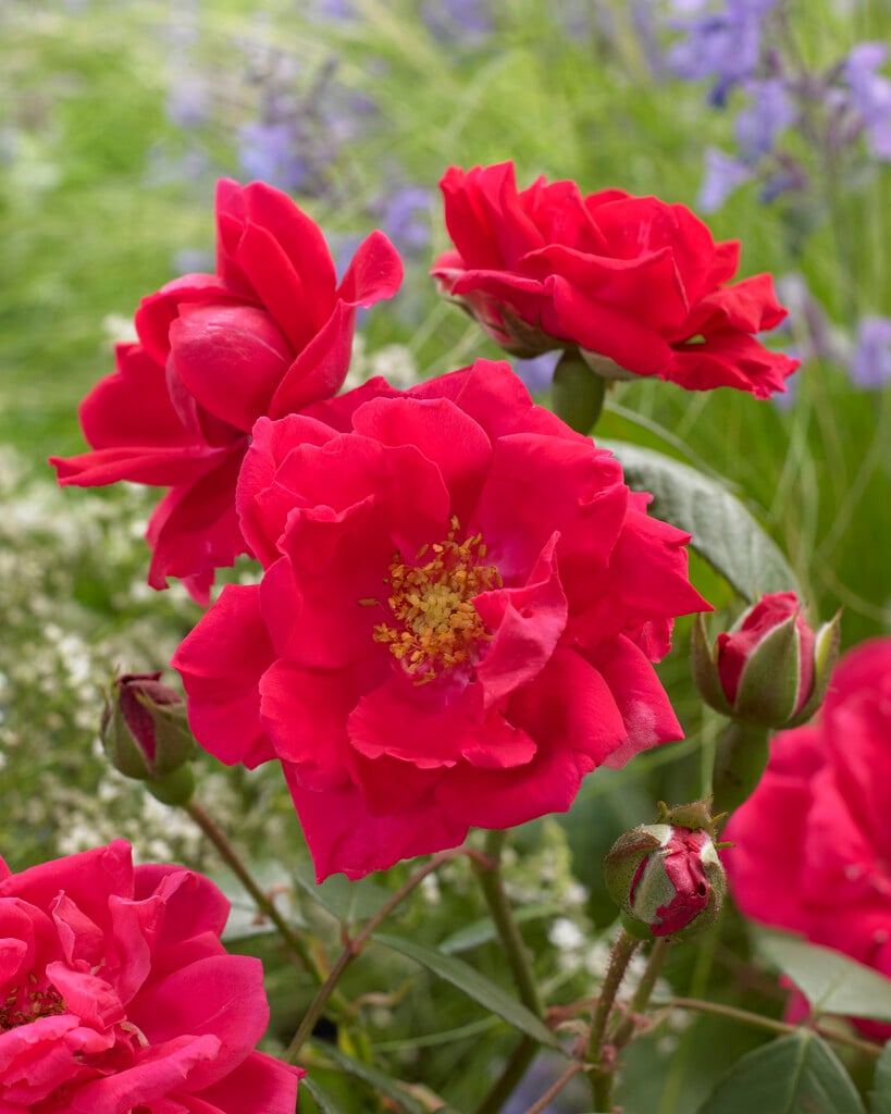 rose 'Paul's Scarlet Climber'