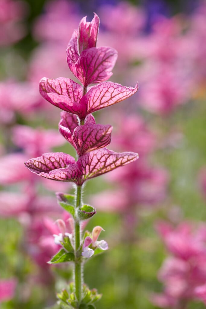 painted sage