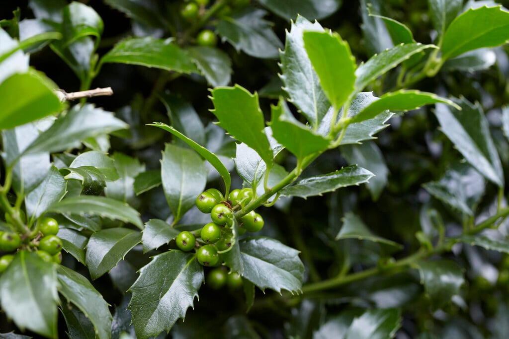 blue holly [Castle Wall]