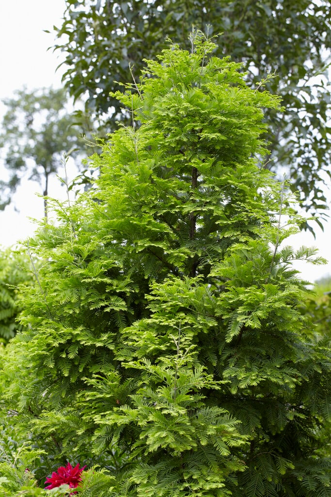 dawn redwood 'Chubby'
