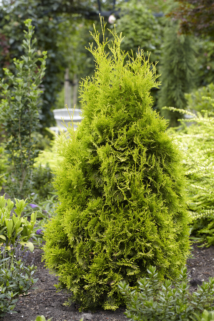 <i>Thuja</i> <i>occidentalis</i> 'Golden Anne'