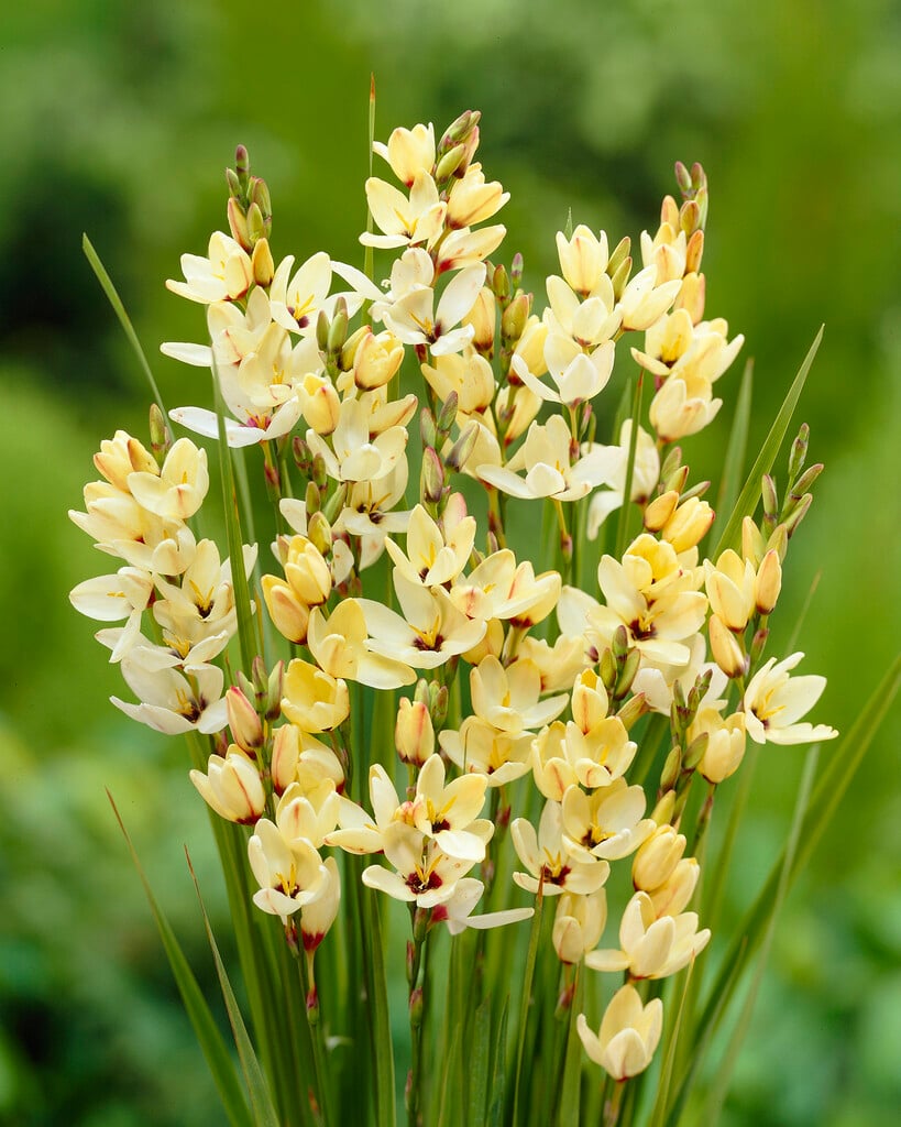 <i>Ixia</i> yellow