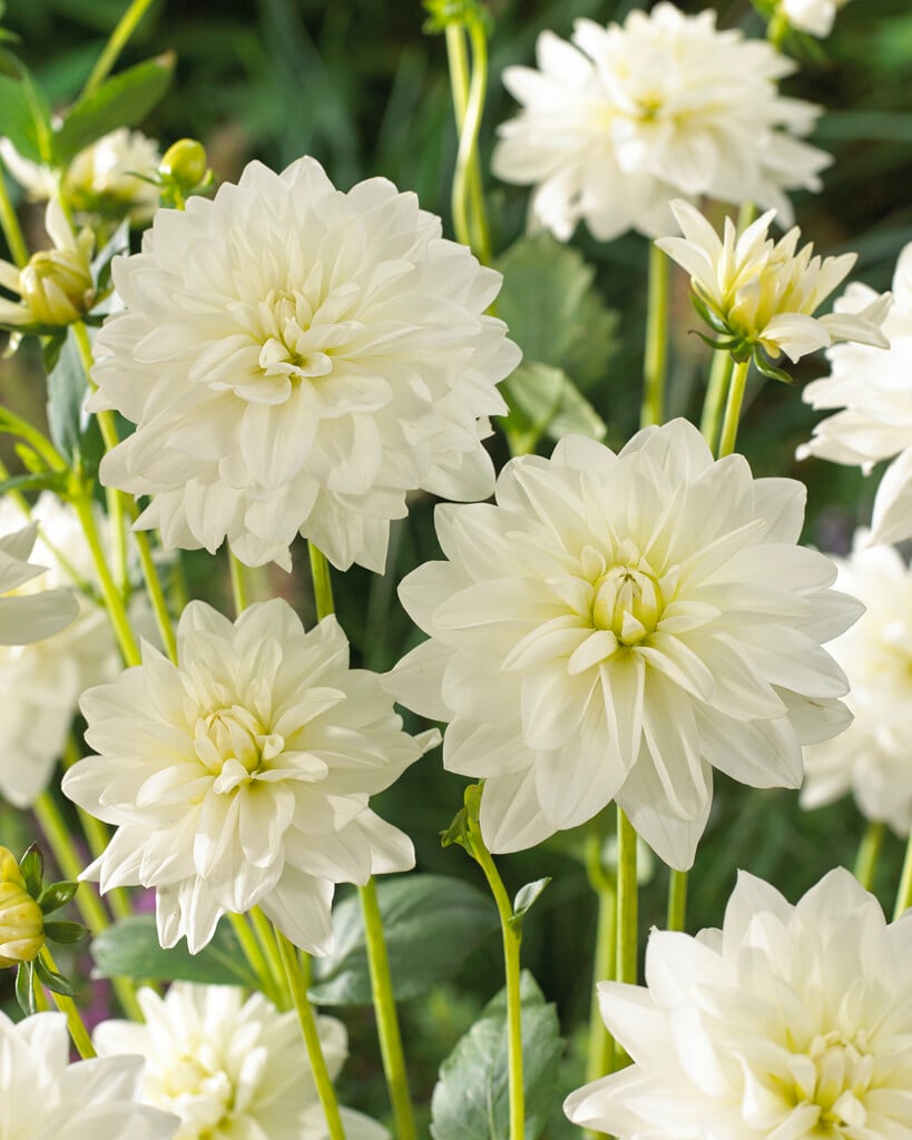 <i>Dahlia</i> 'Siberia' (D)