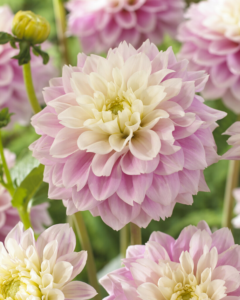 dahlia 'Sweet Love'