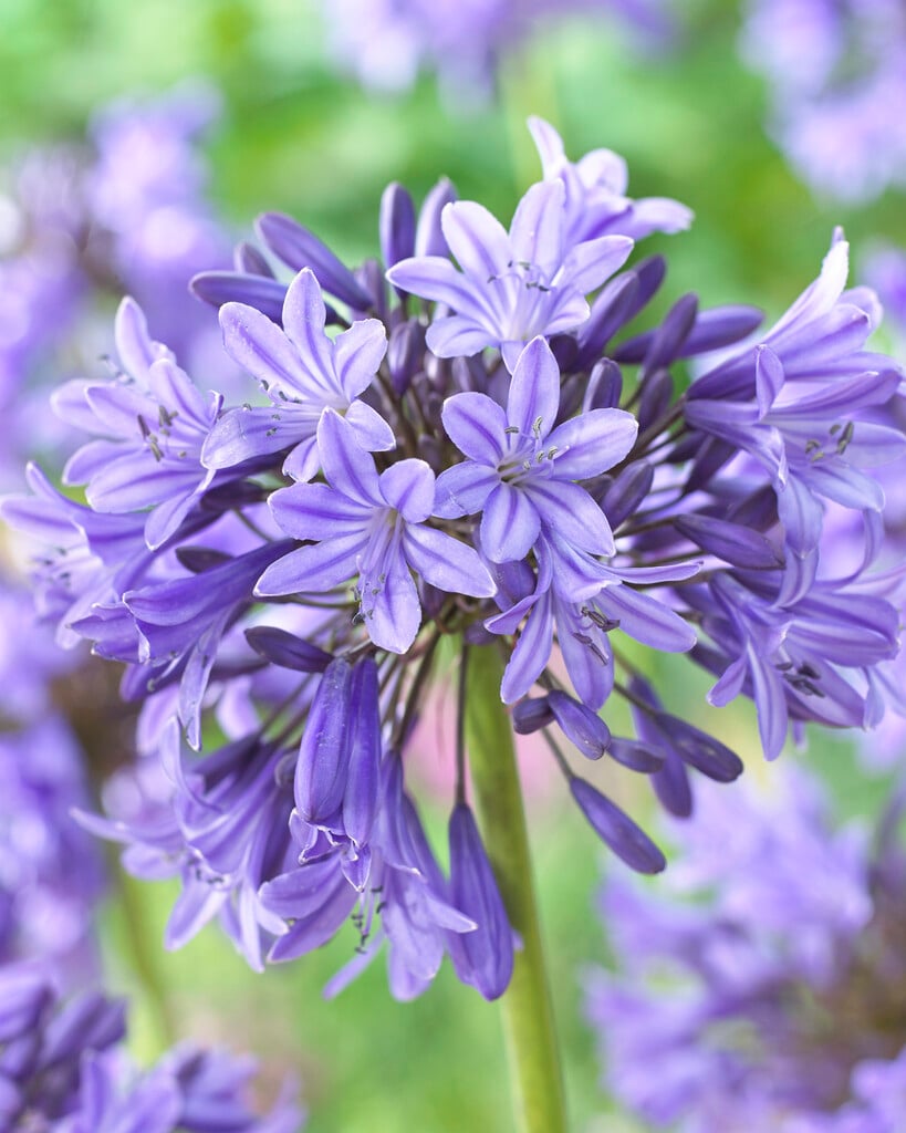 African lily 'Sylvine'