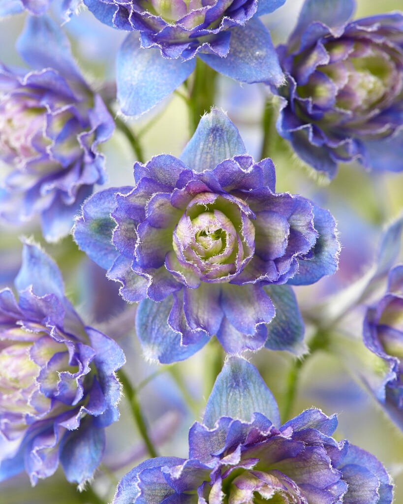 delphinium 'Sweet Sensation'