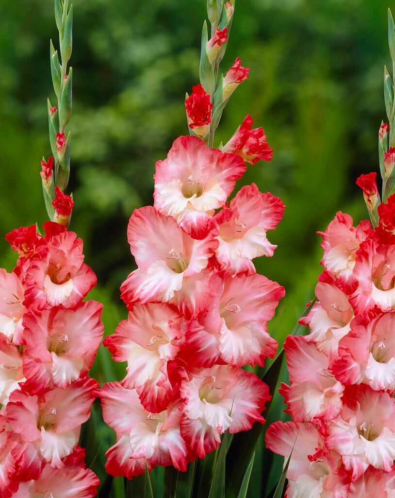 <em>Gladiolus</em> 'Pink Lady' (L)