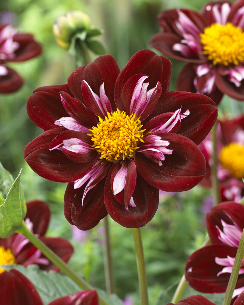 <i>Dahlia</i> 'Joyful Investment' (Col)