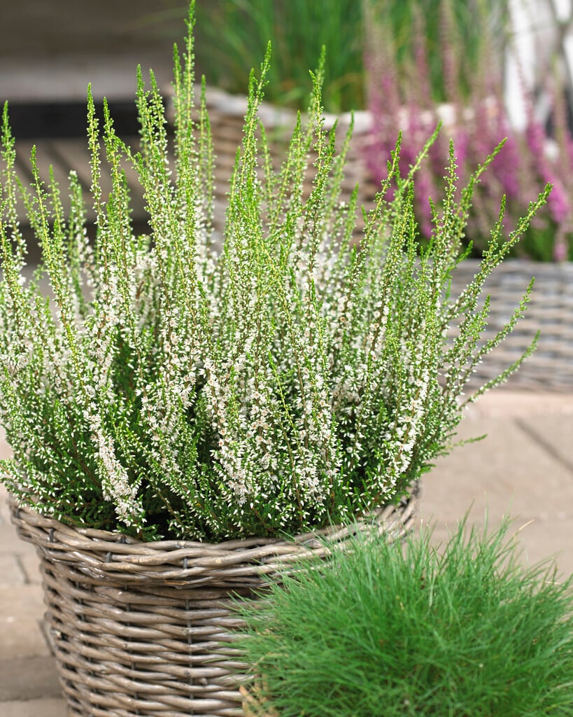heather 'Melanie'