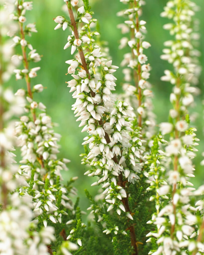 heather 'Stefanie'