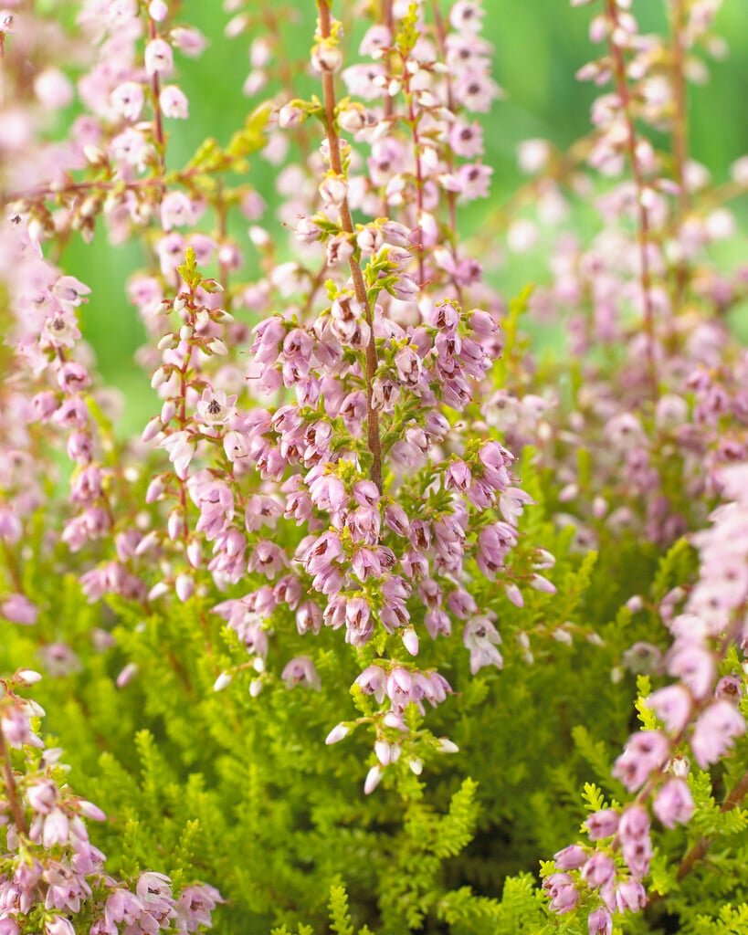 heather 'Cuprea'