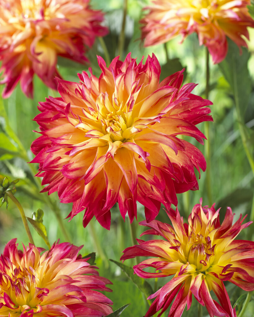 <i>Dahlia</i> 'Paintball' (Fim)