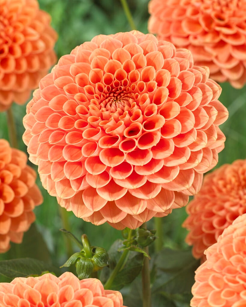 <i>Dahlia</i> 'Jowey Nicky' (D)