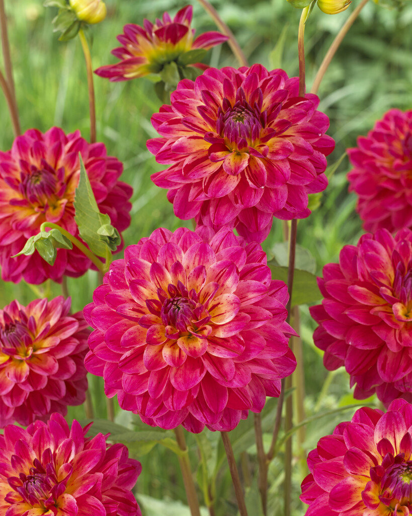 <i>Dahlia</i> 'The Voice' (D)