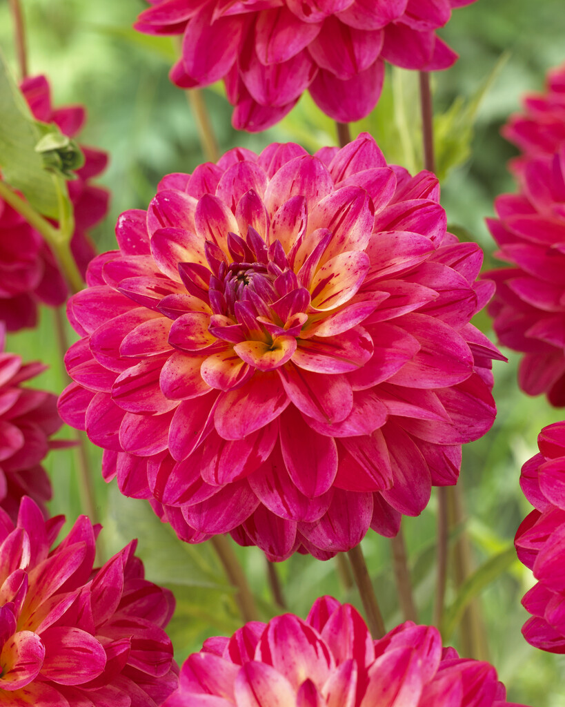 <i>Dahlia</i> 'The Voice' (D)