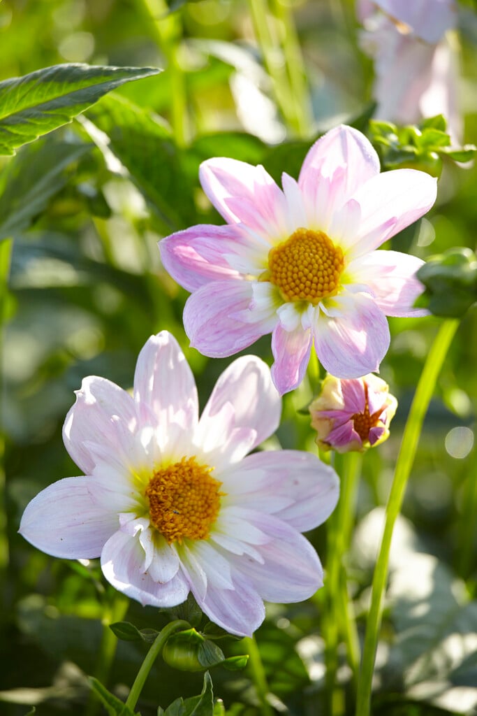 dahlia 'Teesbrooke Audrey'