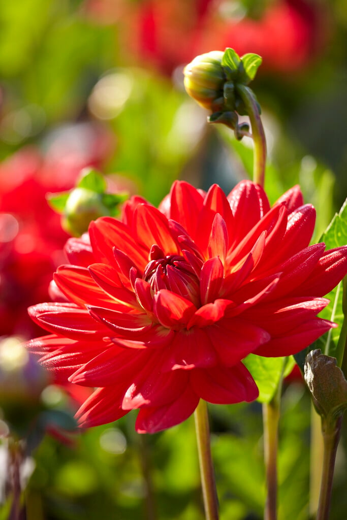 dahlia 'Karma Irene'