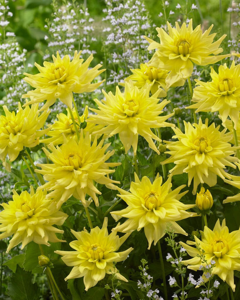 <i>Dahlia</i> 'Tropical Dream' (D)