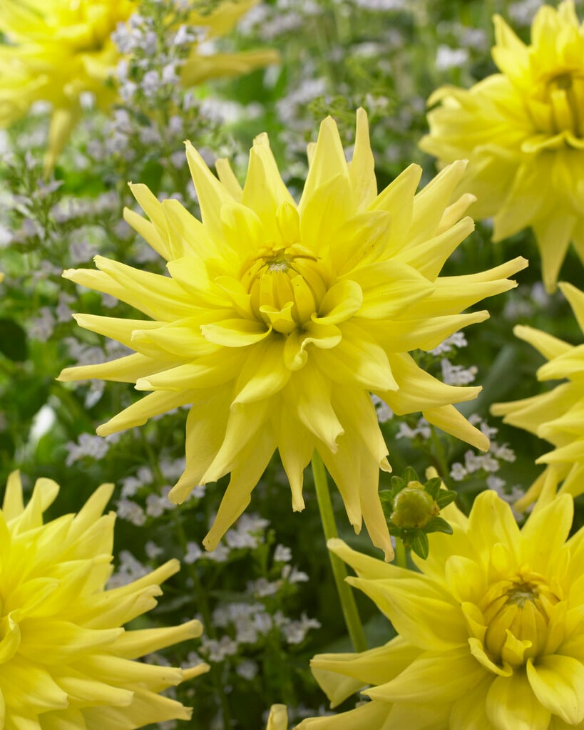 <i>Dahlia</i> 'Tropical Dream' (D)