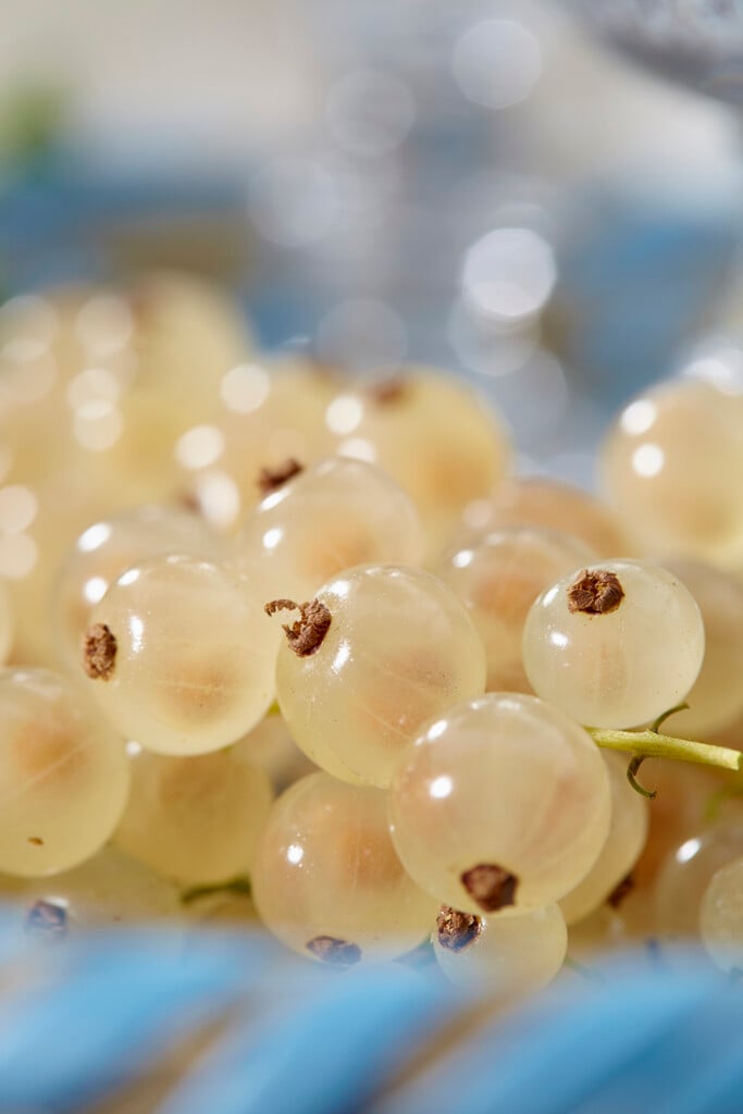 whitecurrant 'White Pearl'