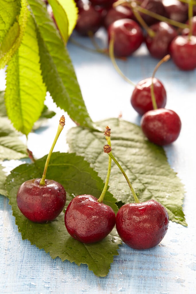 cherry (sweet) 'Sunburst'