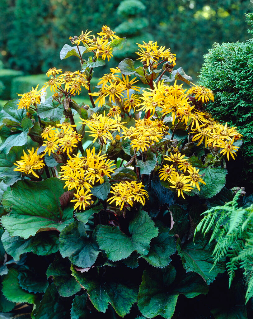 leopard plant 'Desdemona'