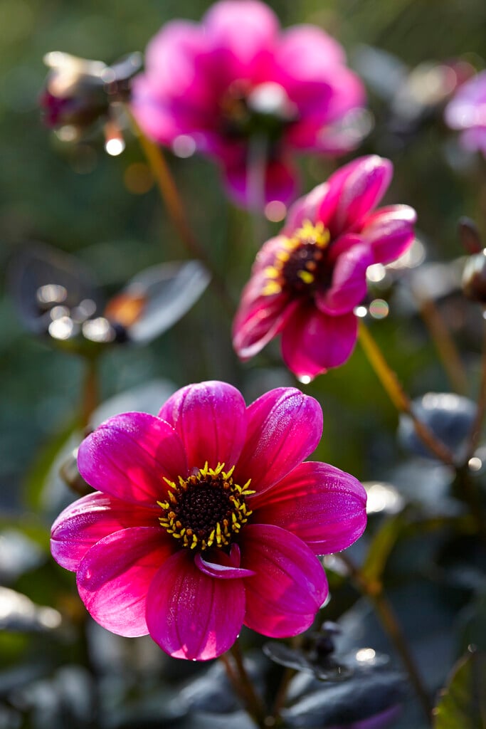 dahlia 'Roxy'