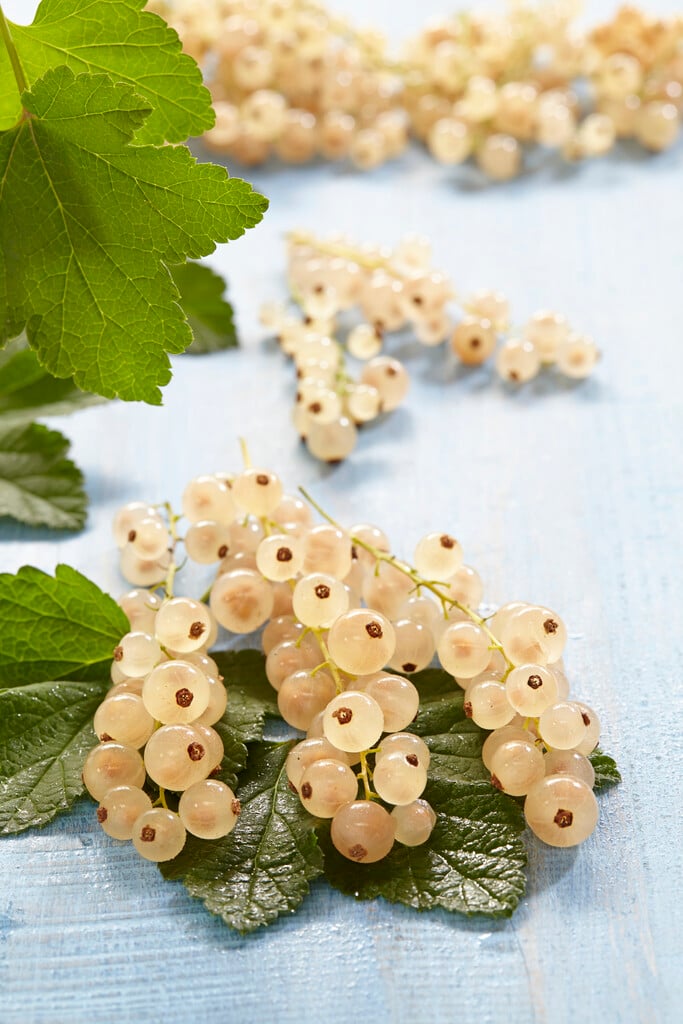 whitecurrant 'White Pearl'