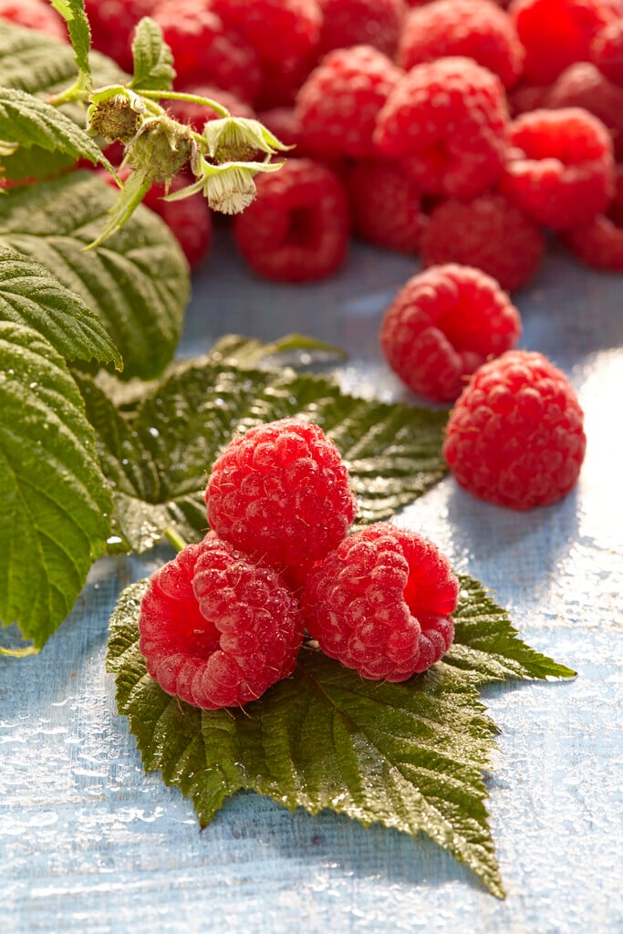 raspberry 'Glen Ample'