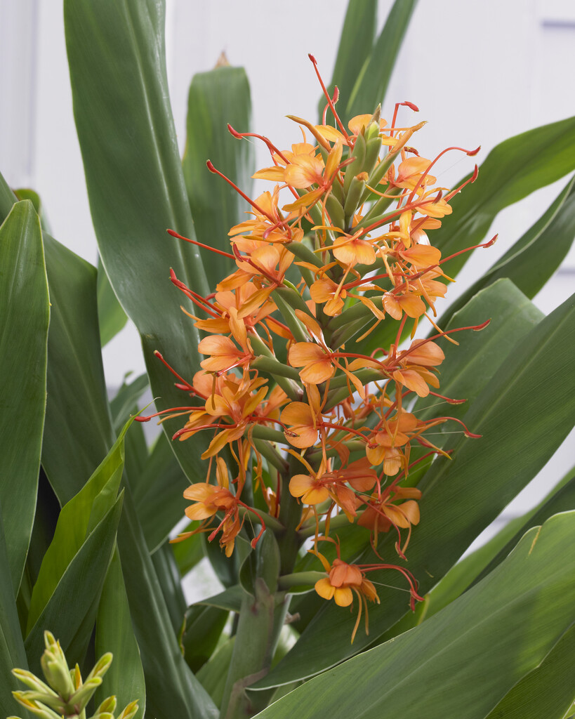 ginger lily 'Tara'