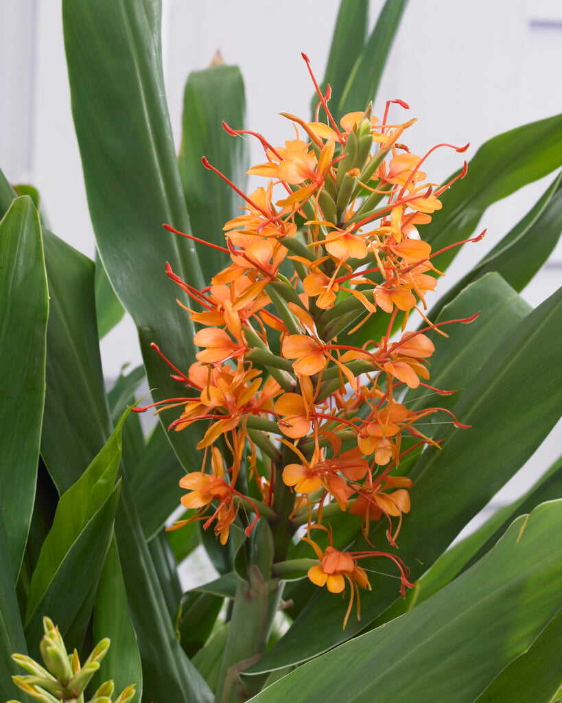 ginger lily 'Tara'