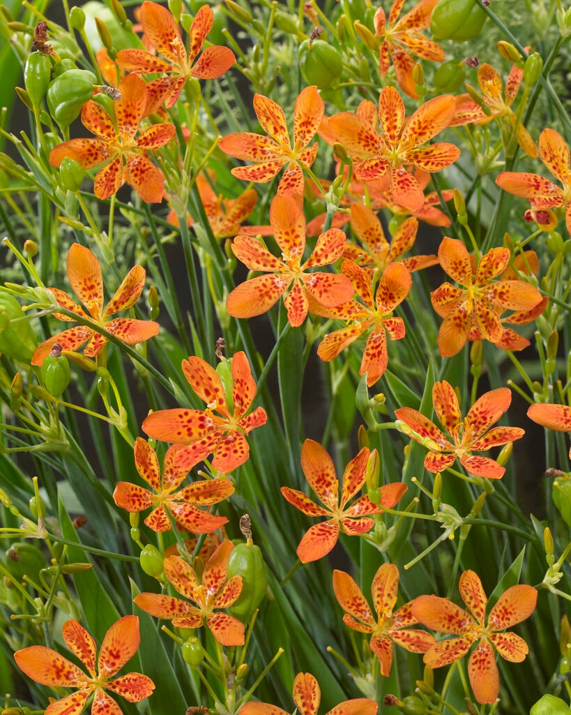 blackberry lily