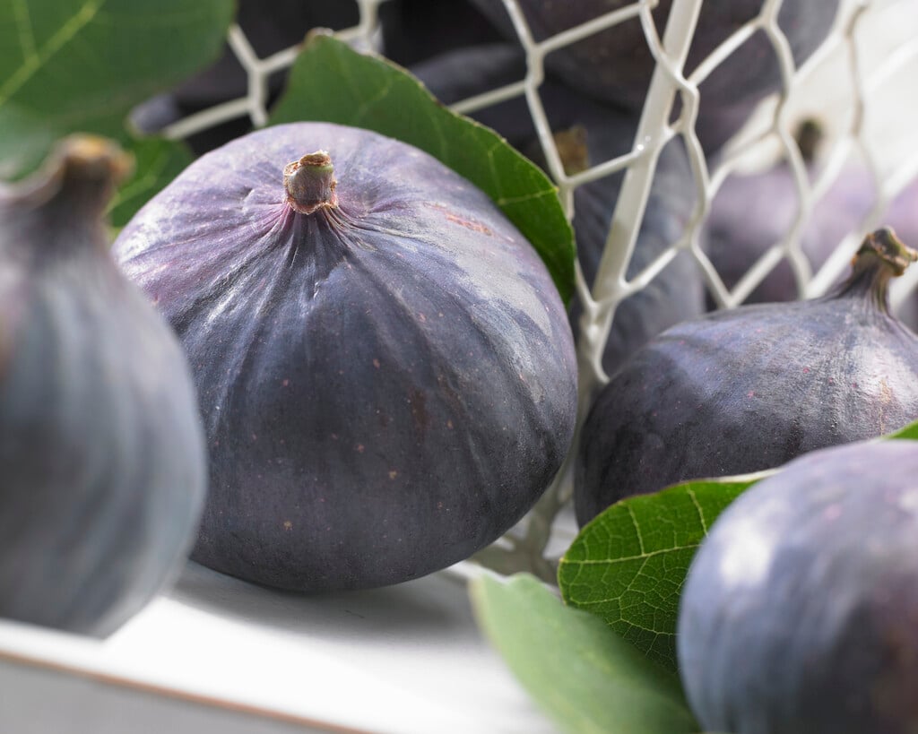 fig 'Brown Turkey'