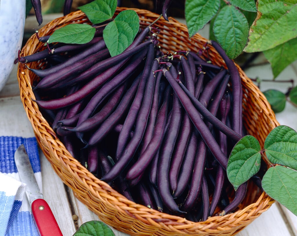 bean (dwarf French) 'Purple Queen'