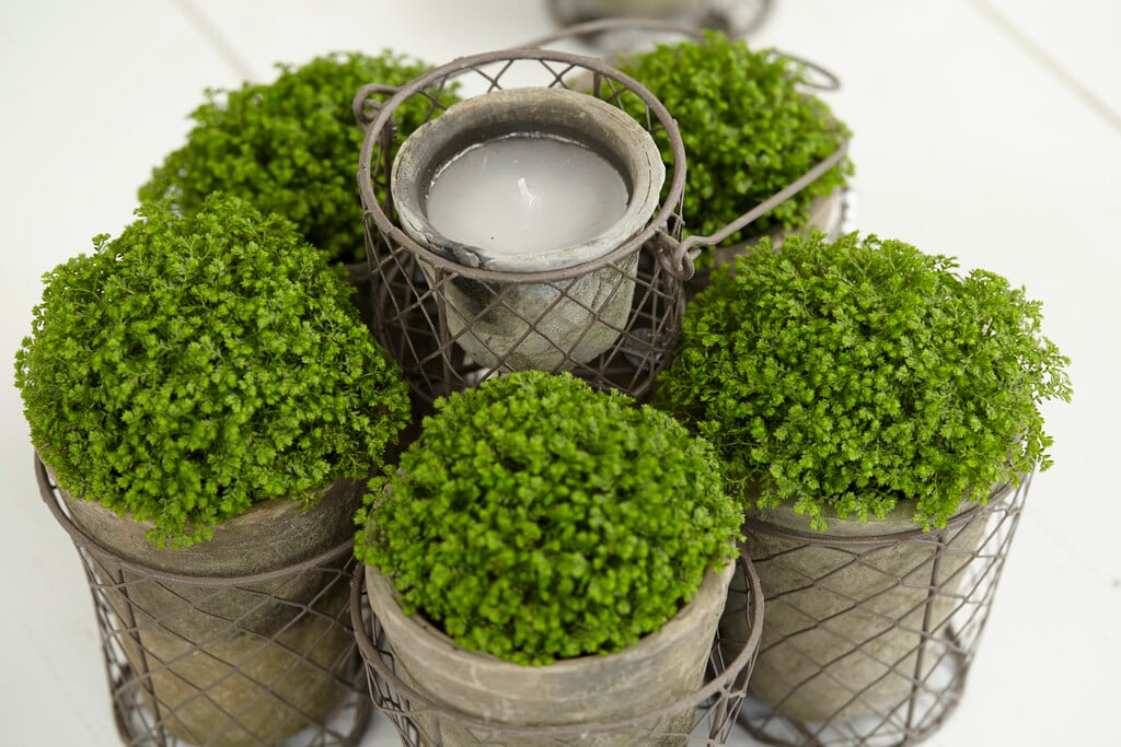 meadow spike moss