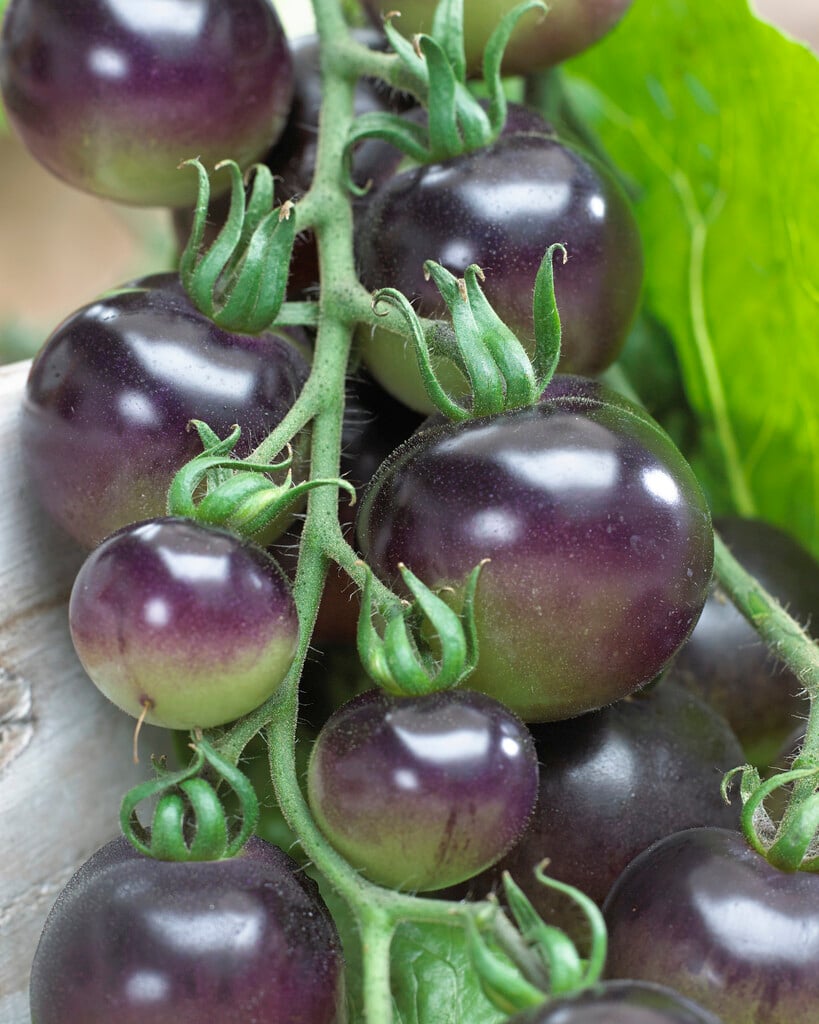 Solanum lycopersicum &Indigo Rose& | tomato &Indigo Rose& Fruit Edible ...